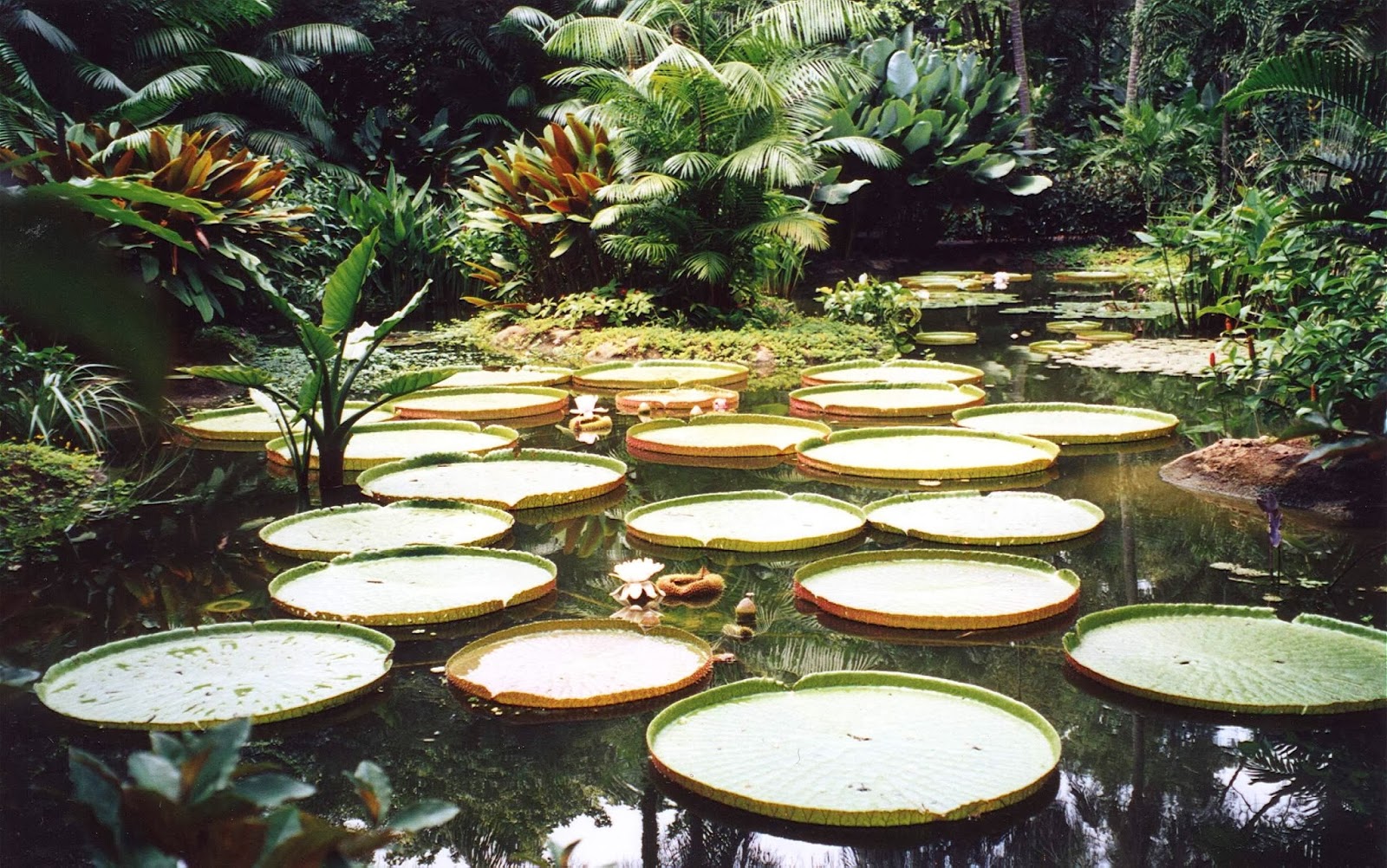 Images to Bukit Tiimah Nature Reserve